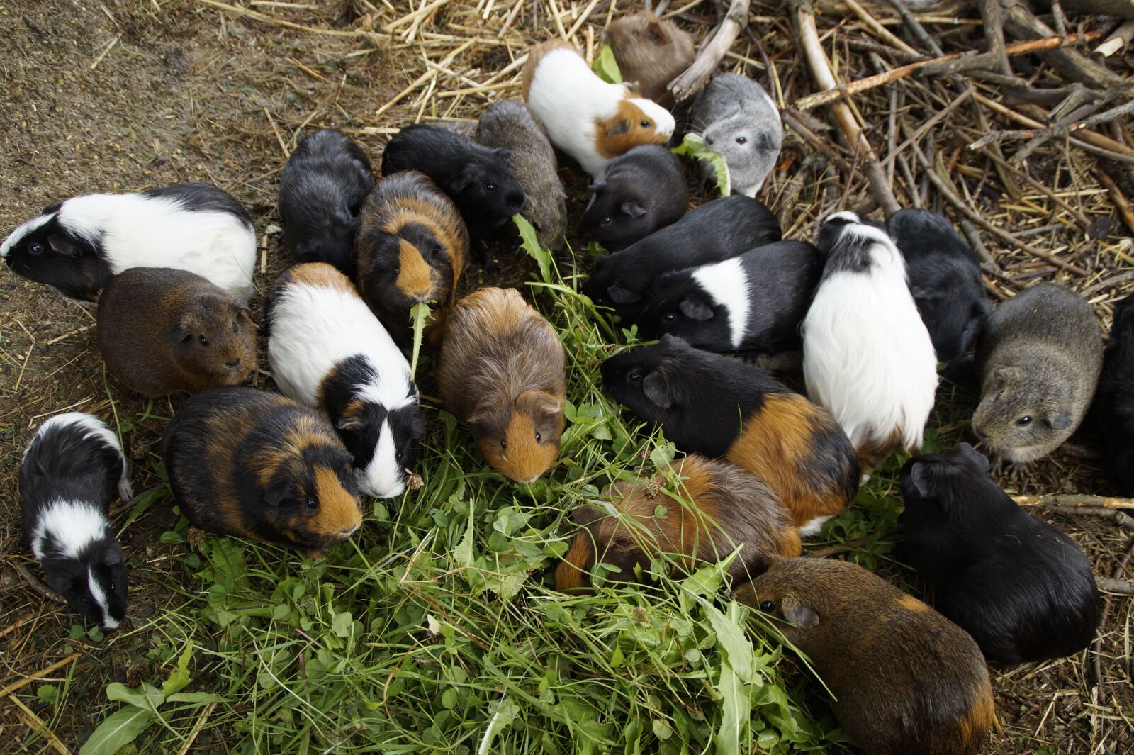 Sony SLT-A58 sample photo. Guinea pig, many, mass photography
