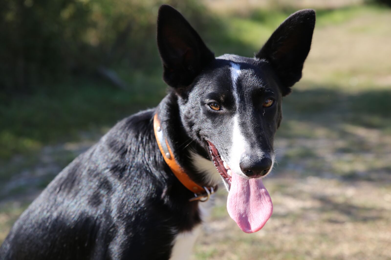 Canon EOS 6D sample photo. Dog, animal, border collie photography