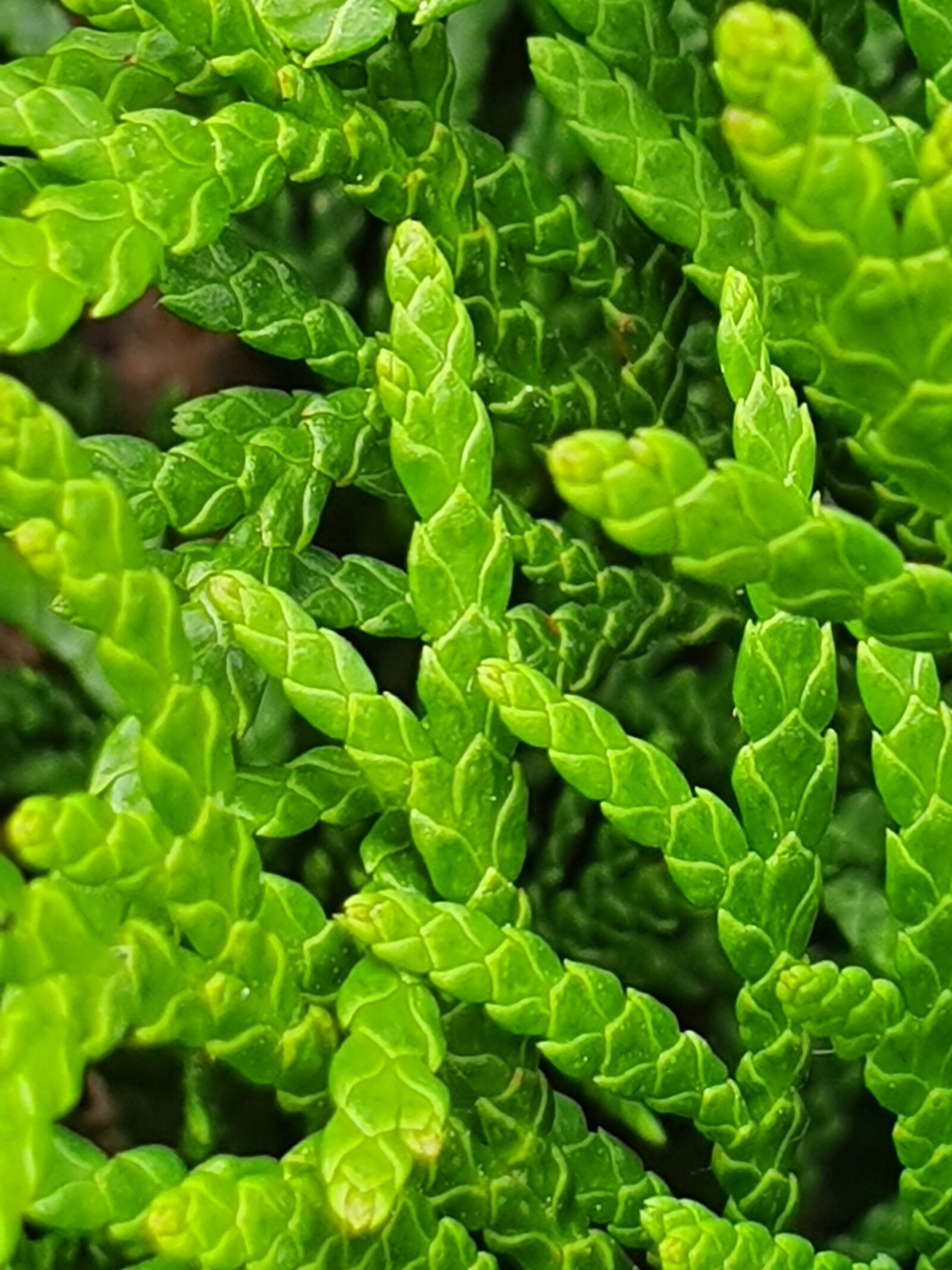 Samsung Galaxy S10+ sample photo. Close up, plant, trees photography