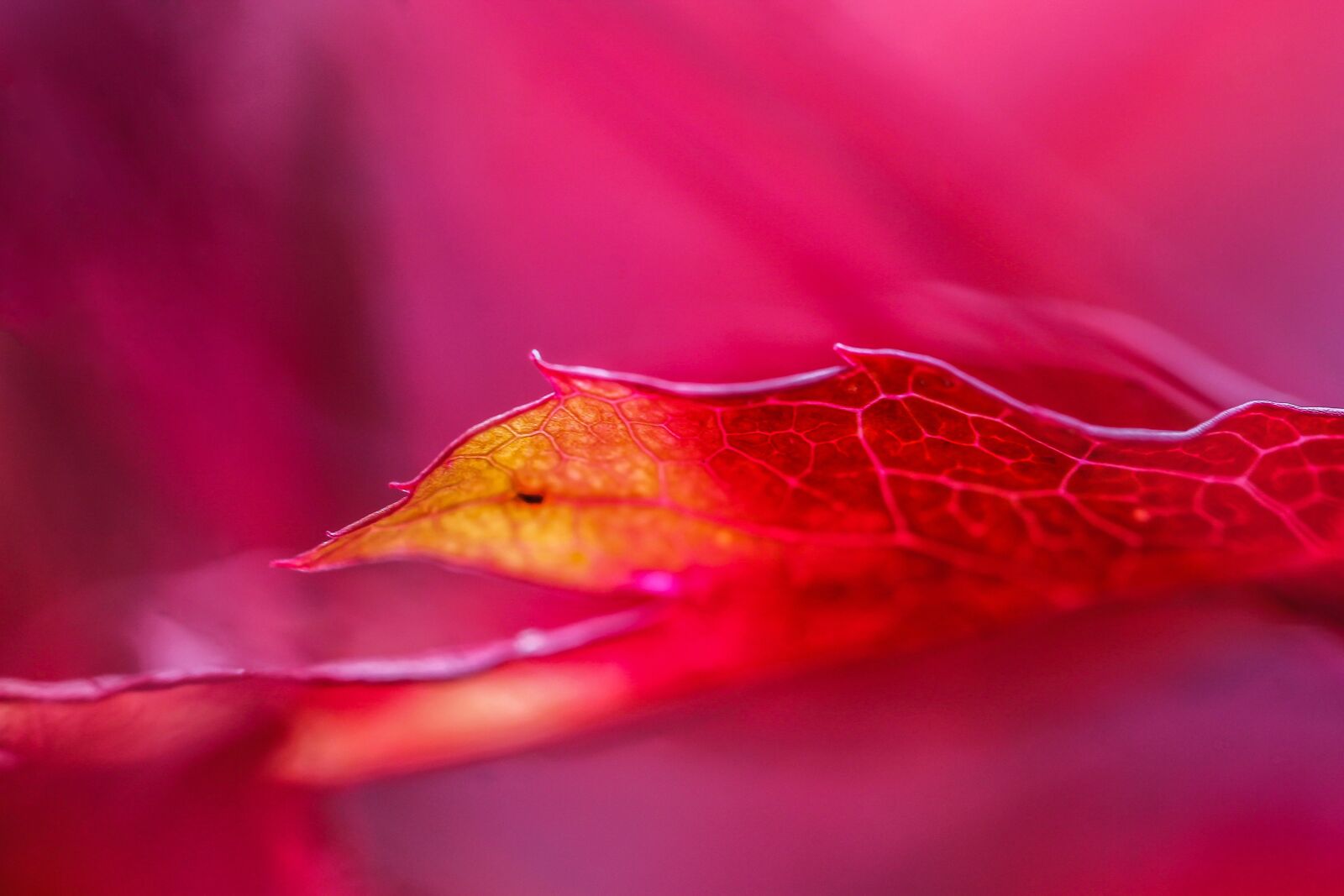 Canon EF-S 60mm F2.8 Macro USM sample photo. Maple leaf, autumn colouring photography