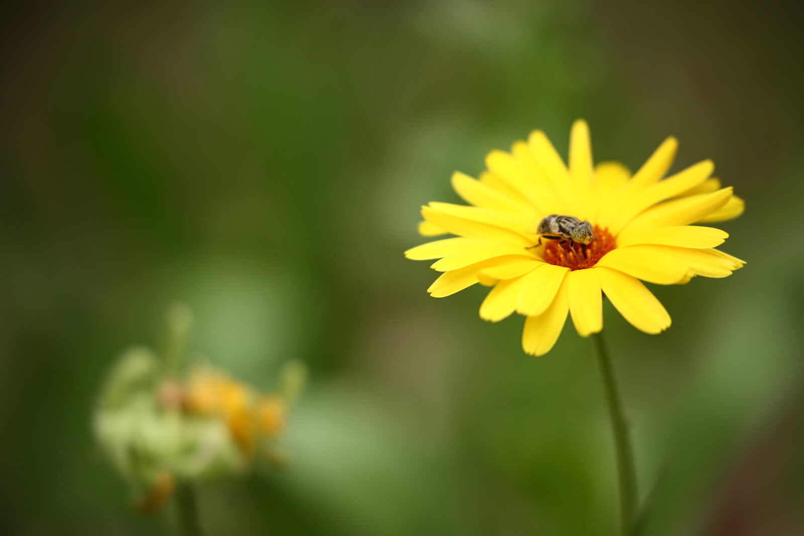 Canon EOS 5D Mark III + Canon EF 100-400mm F4.5-5.6L IS II USM sample photo. Brown, insect, on, yellow photography