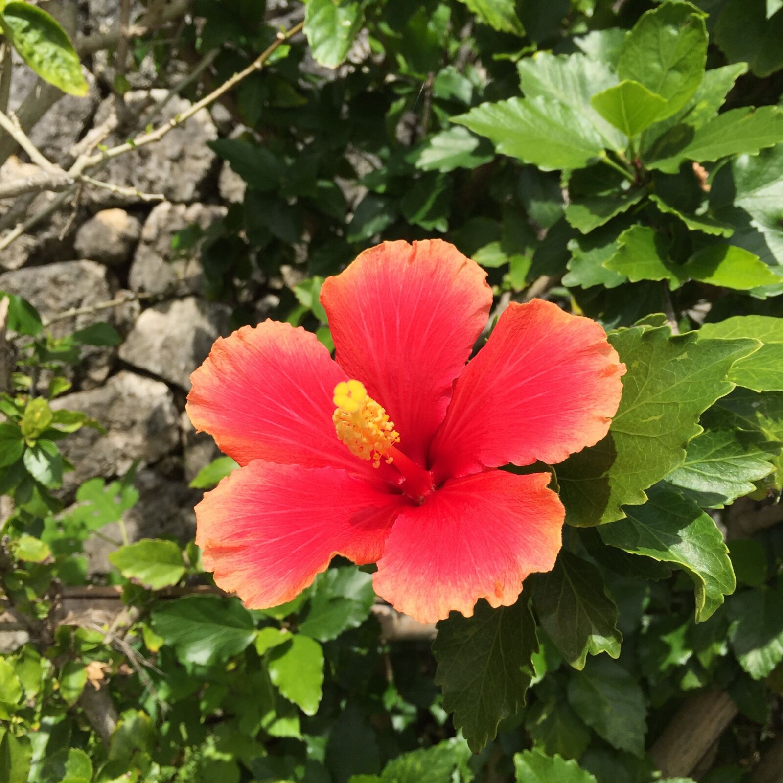Apple iPhone 6 sample photo. Hibiscus, okinawa, southern countries photography