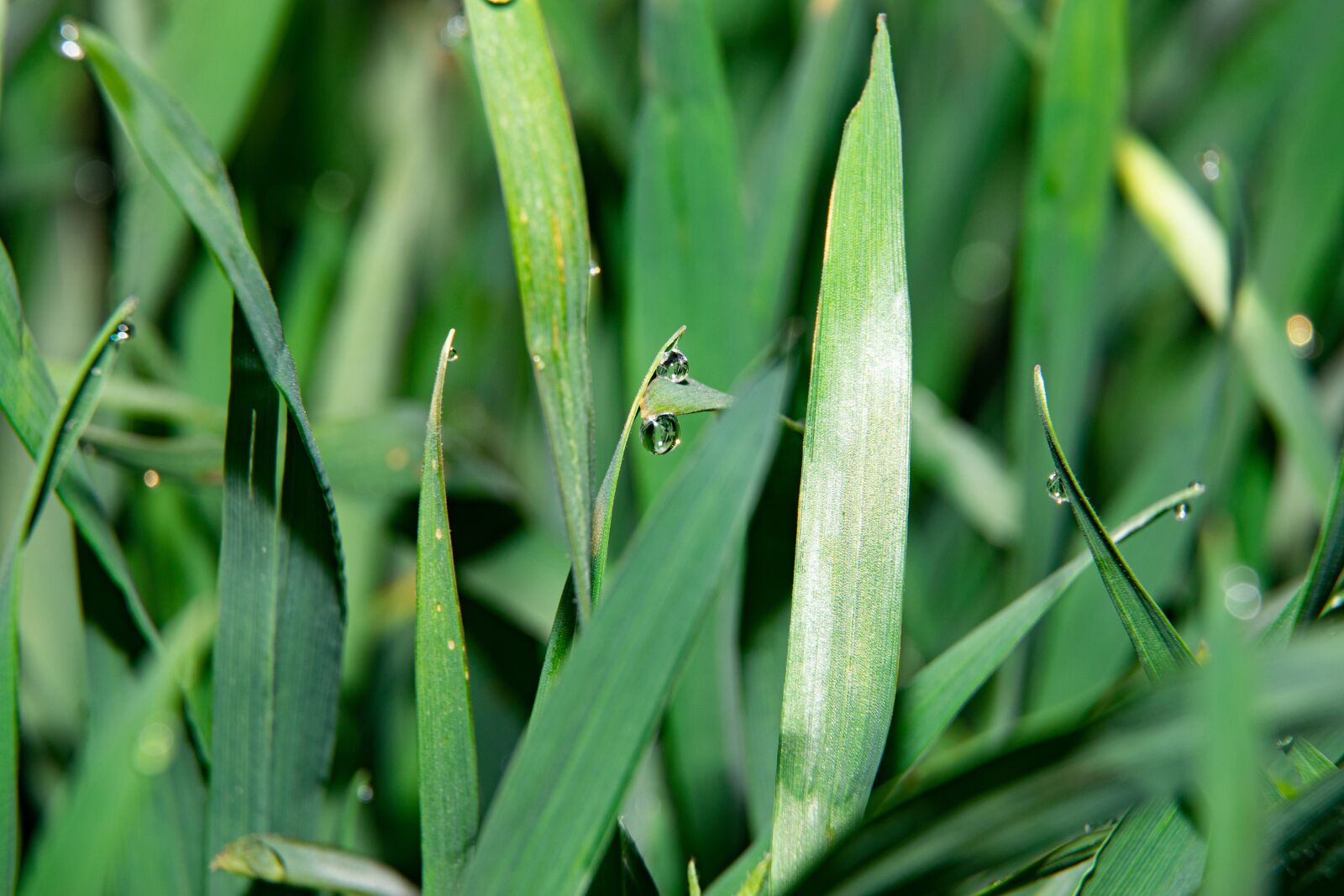 Nikon D3300 sample photo. Wheat, dew, drop photography