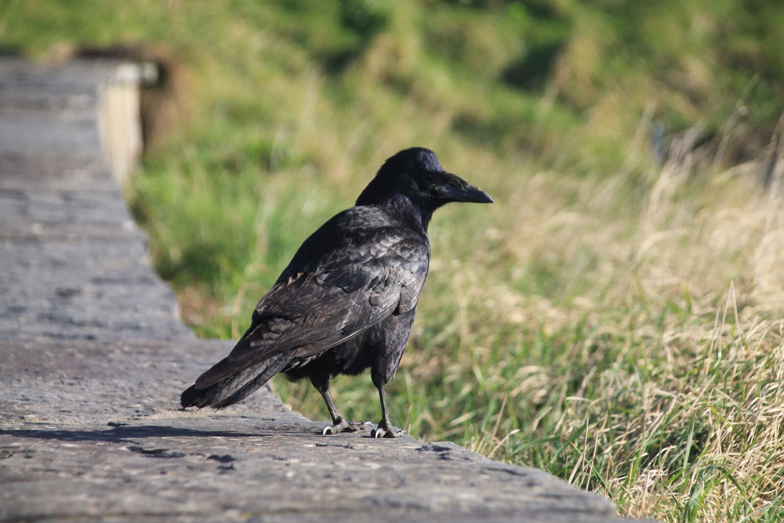 Canon EOS 1100D (EOS Rebel T3 / EOS Kiss X50) sample photo. Crow, bird, animals photography
