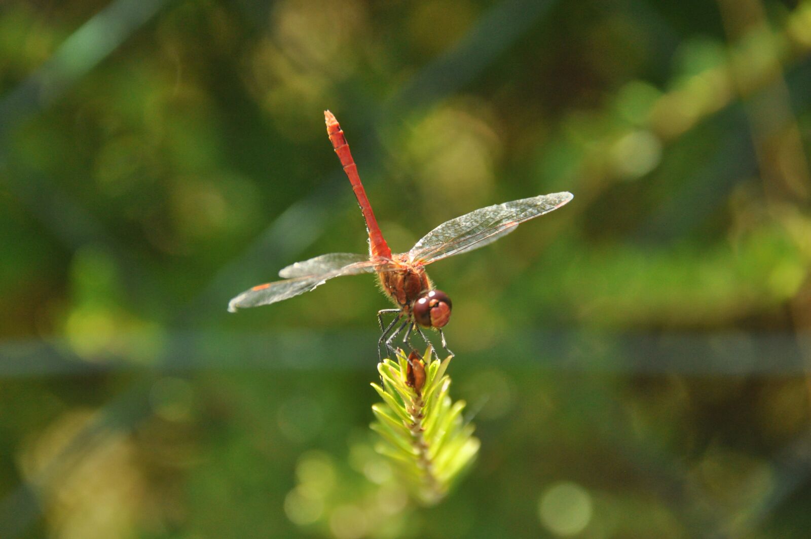 Nikon D90 sample photo. Dragonfly, garden, summer photography