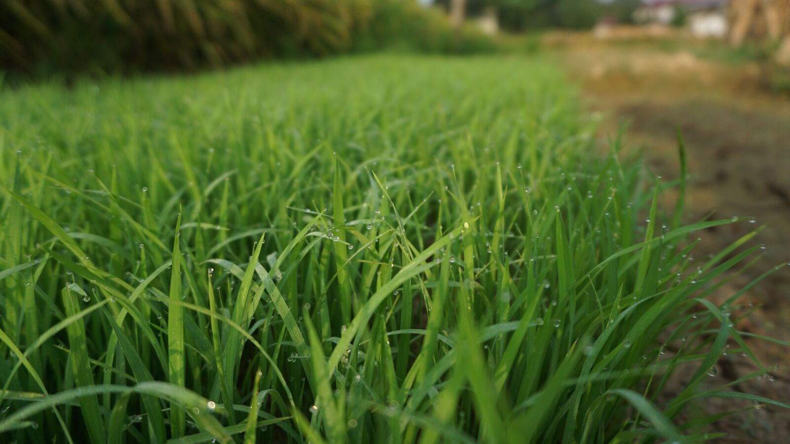 Sony a5100 sample photo. Lawn, field, kinds of photography