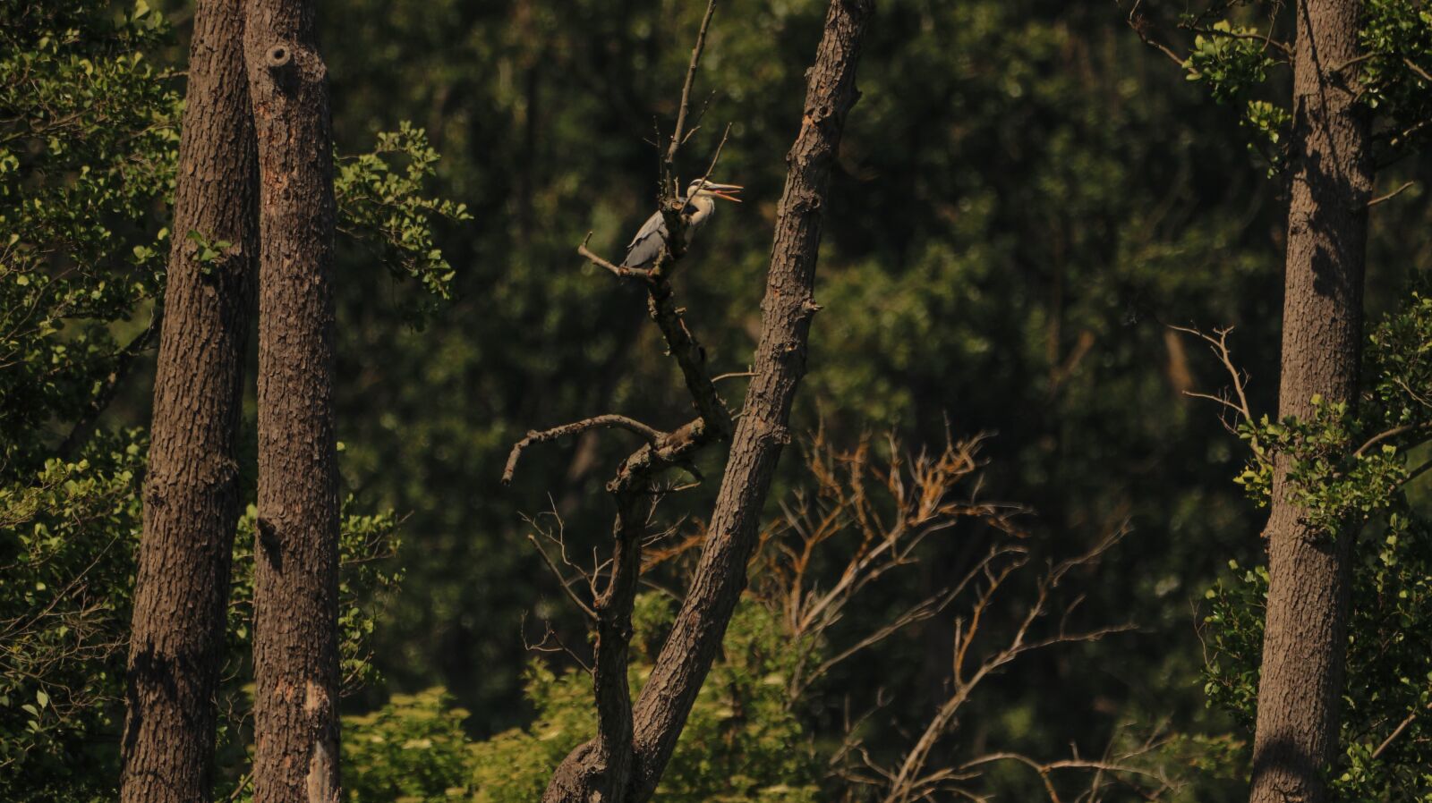 150-600mm F5-6.3 DG OS HSM | Contemporary 015 sample photo. Heron, tree, nature photography