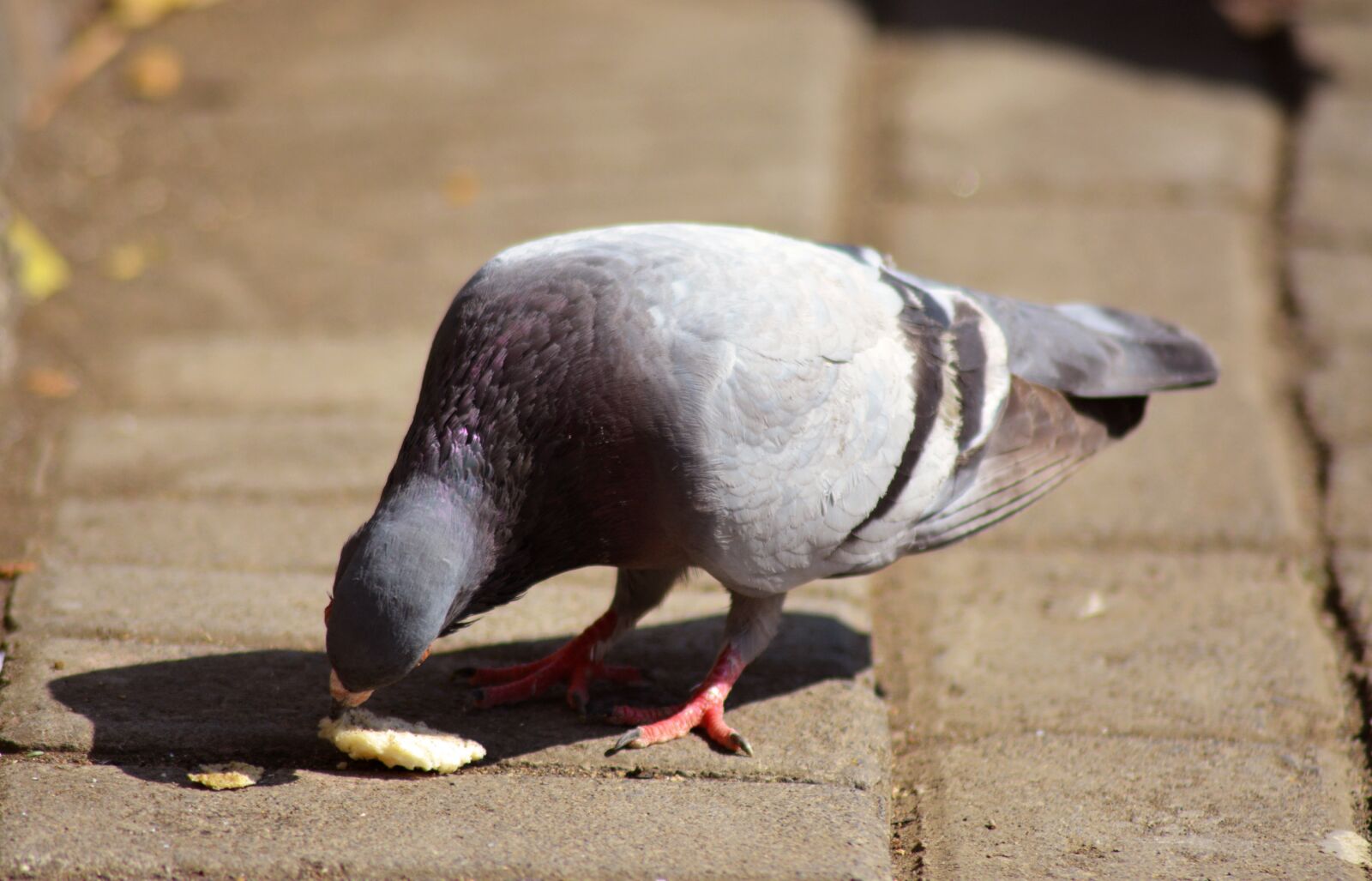 Nikon D5200 sample photo. Pigeon, dove, bird photography