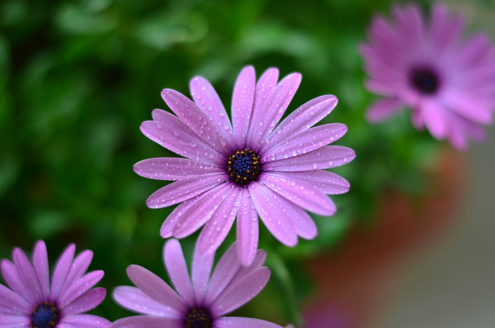 Nikon D5100 sample photo. Flower, green, plant photography
