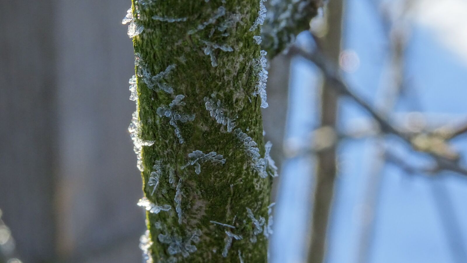 Sony DSC-HX60 sample photo. Tree, nature, outdoors photography