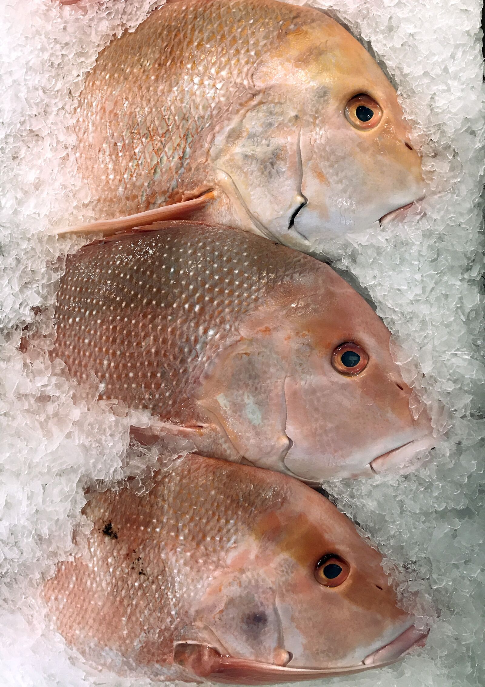 Apple iPhone 7 sample photo. Red emperor, fish, fishing photography