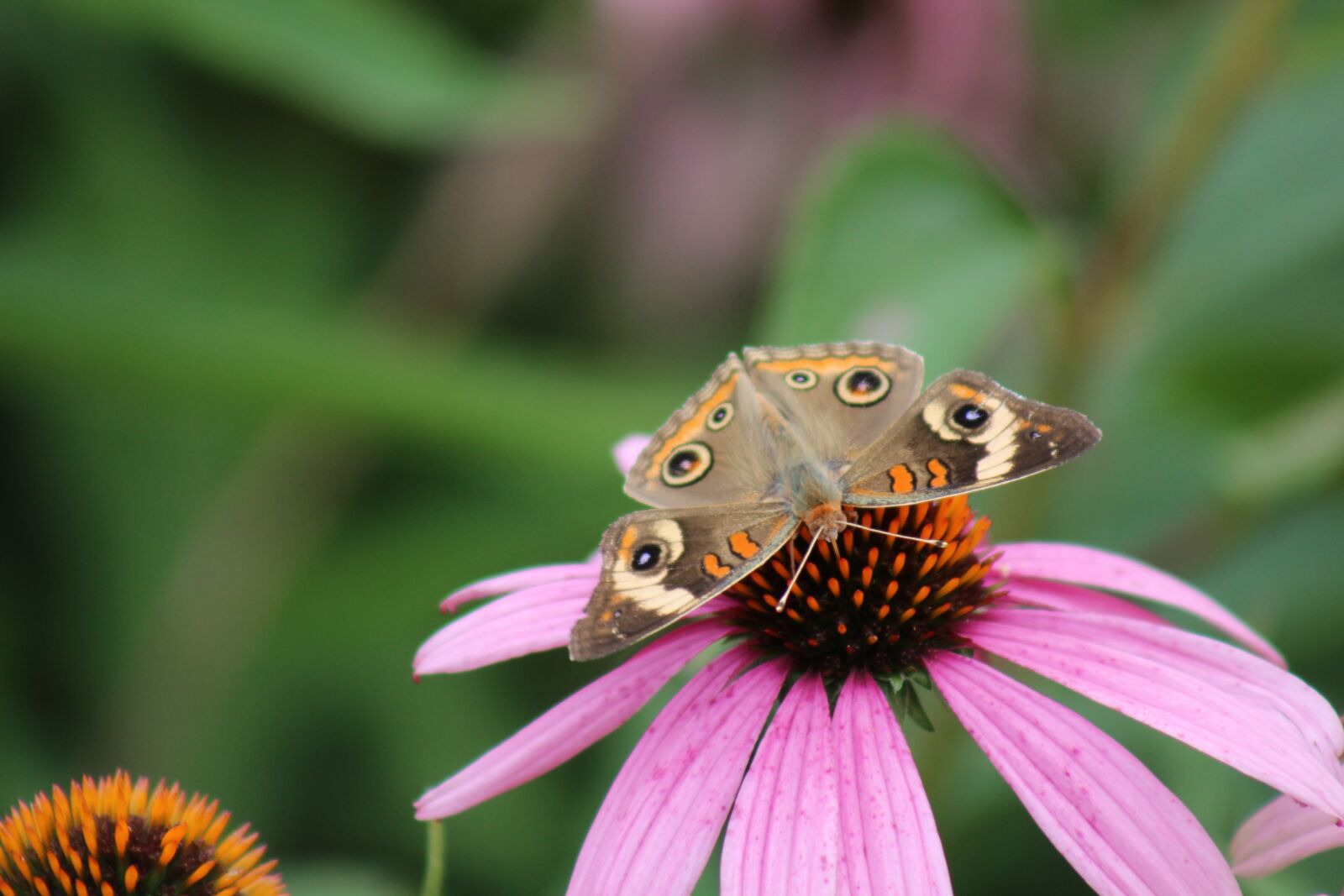 Canon EOS 600D (Rebel EOS T3i / EOS Kiss X5) sample photo. Nature, insect, outdoors photography