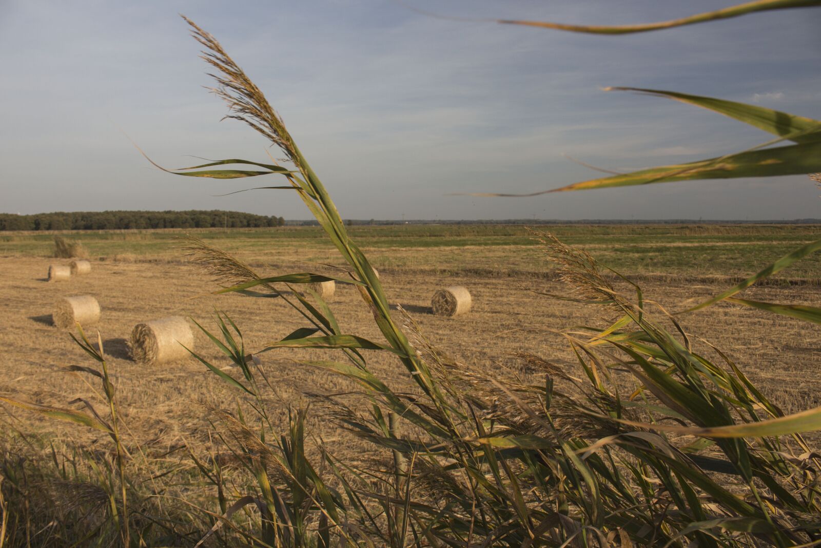 Canon EOS 700D (EOS Rebel T5i / EOS Kiss X7i) sample photo. Autumn, landscape, grass photography