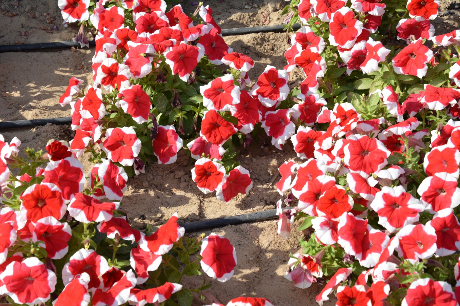 Nikon D5200 sample photo. Red flowers, petunia, summer photography
