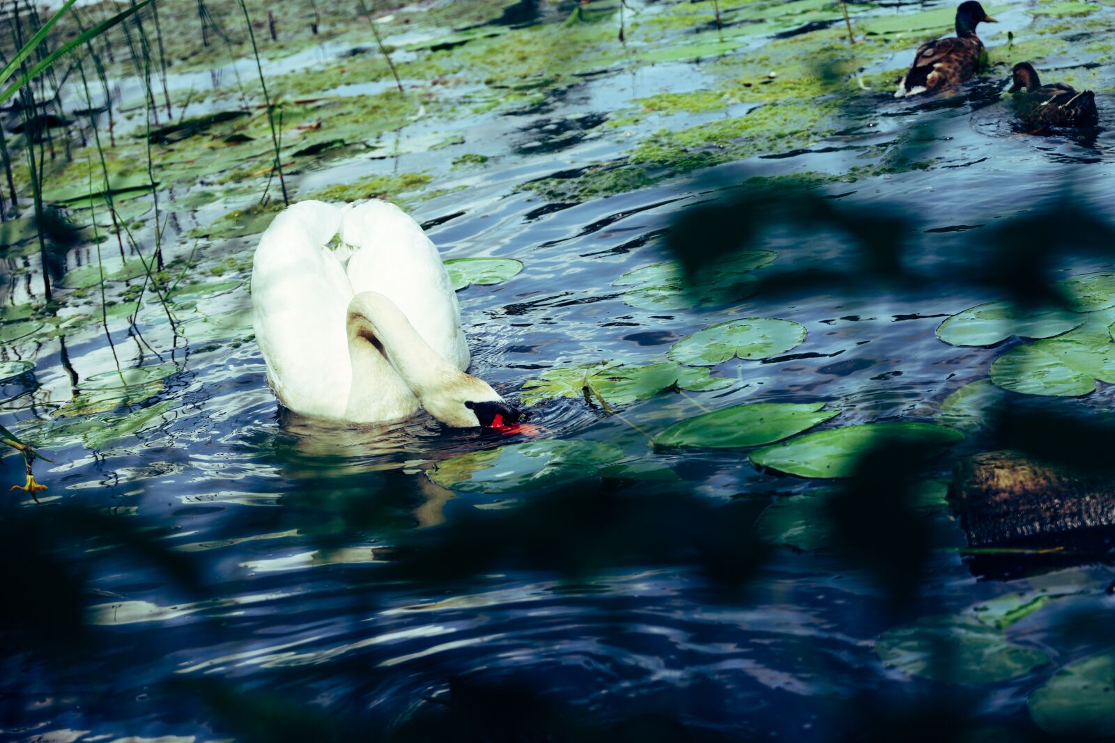 Canon RF 24-240mm F4-6.3 IS USM sample photo. Swan, lake, ducks photography