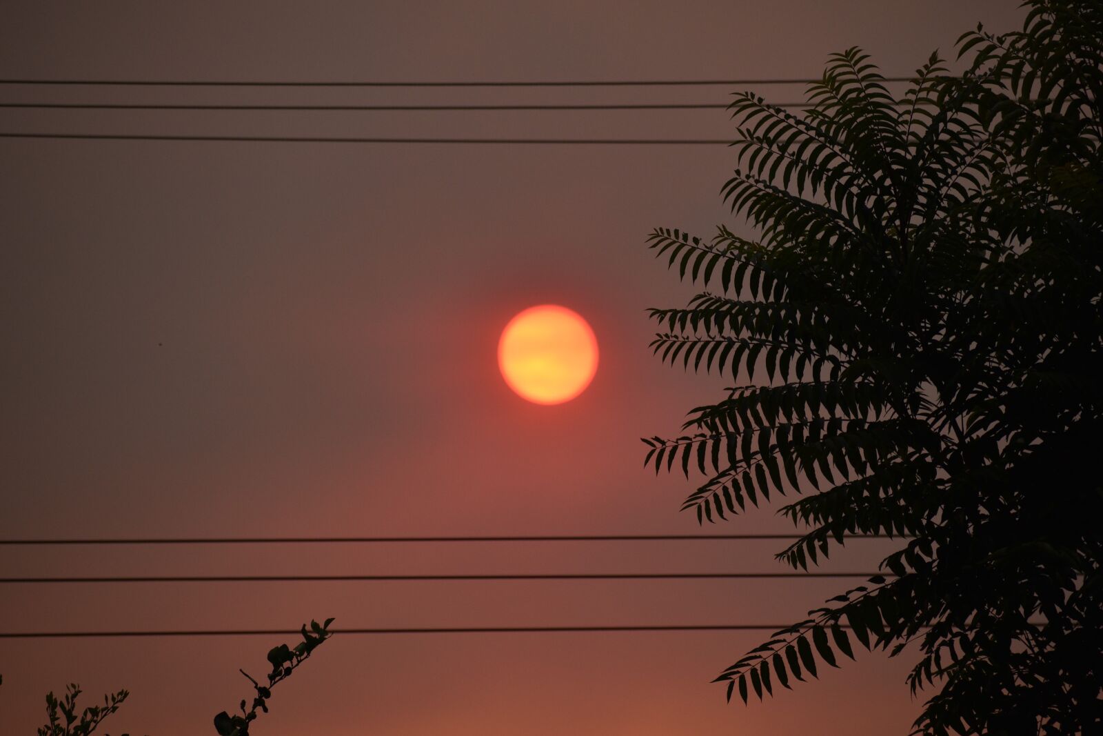 Nikon D3500 sample photo. Sun, heat wave, summer photography