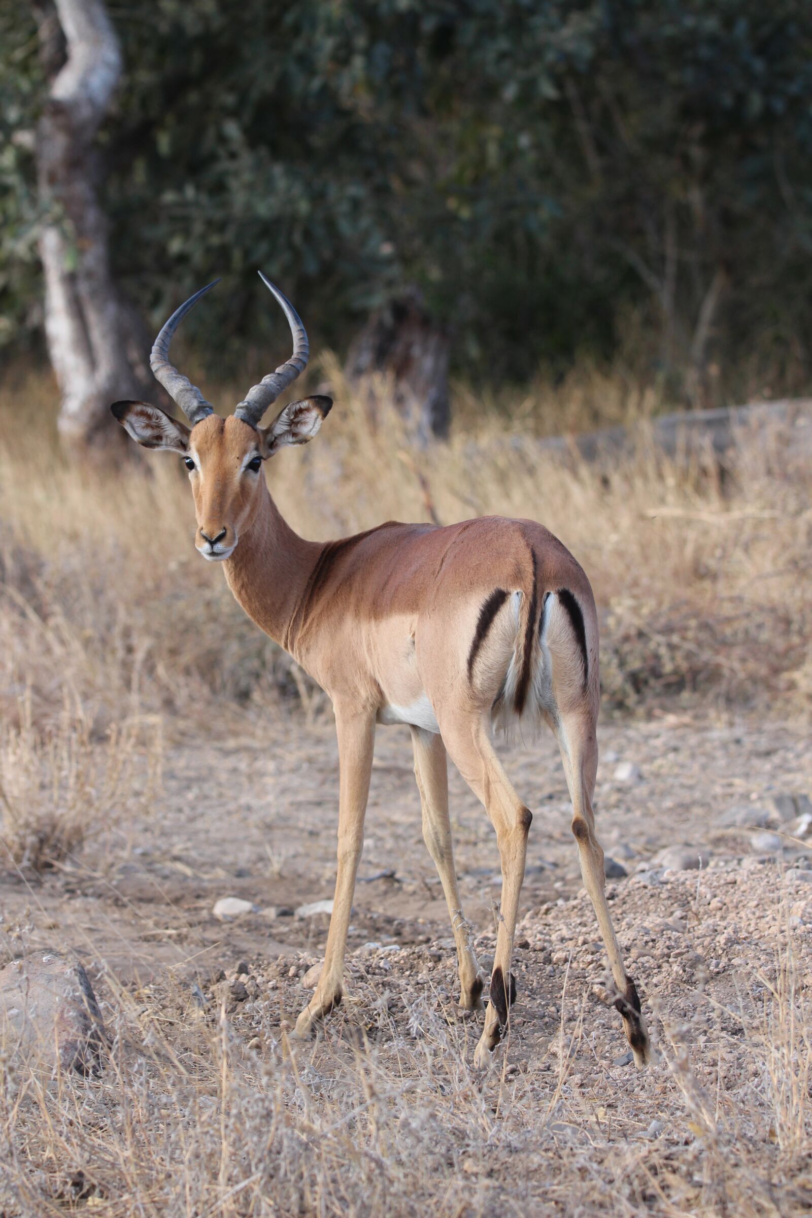 150-600mm F5-6.3 DG OS HSM | Contemporary 015 sample photo. Impala, buck, africa photography