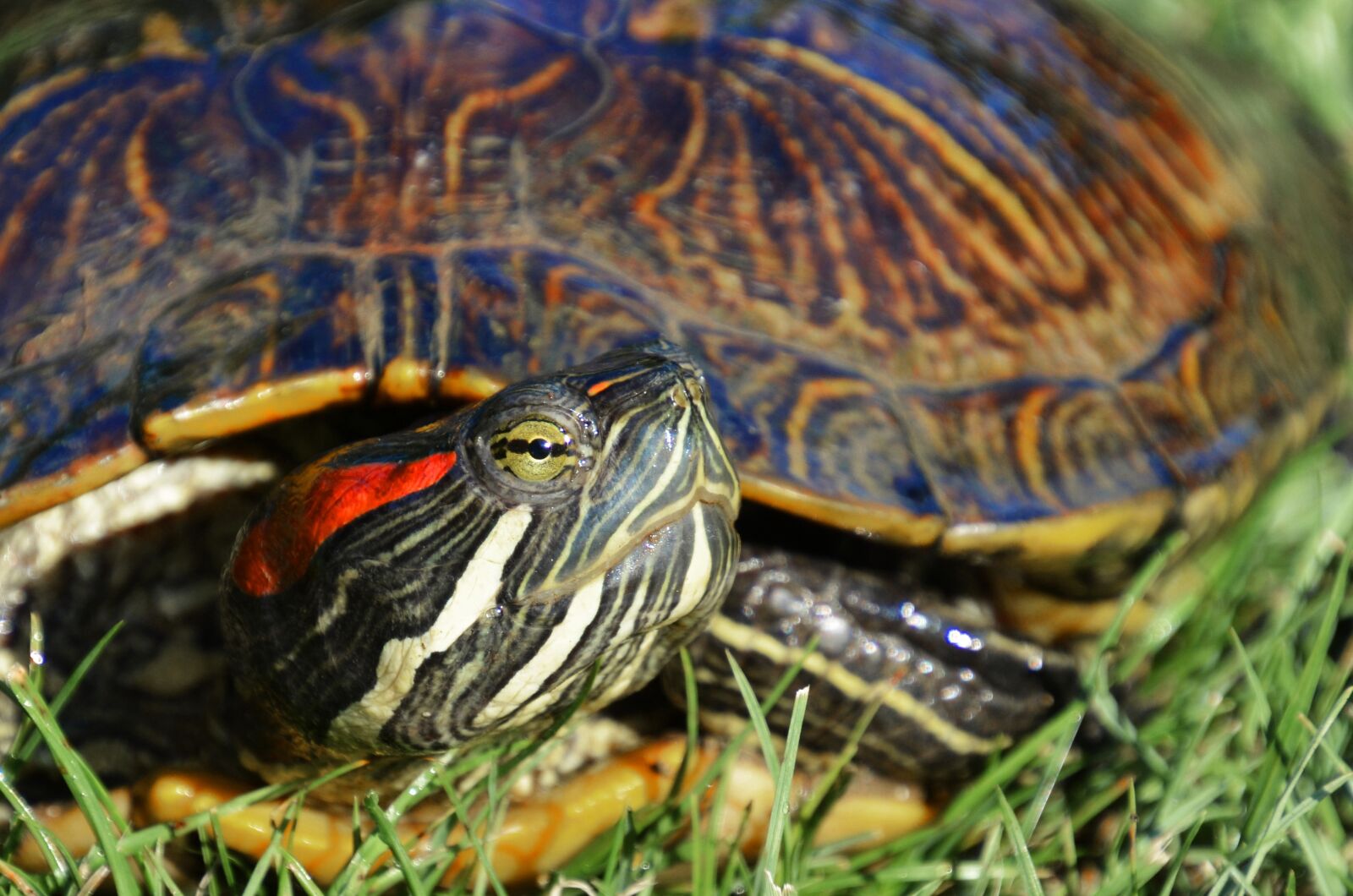 Nikon D7000 sample photo. Tortoise, turtle, reptile photography