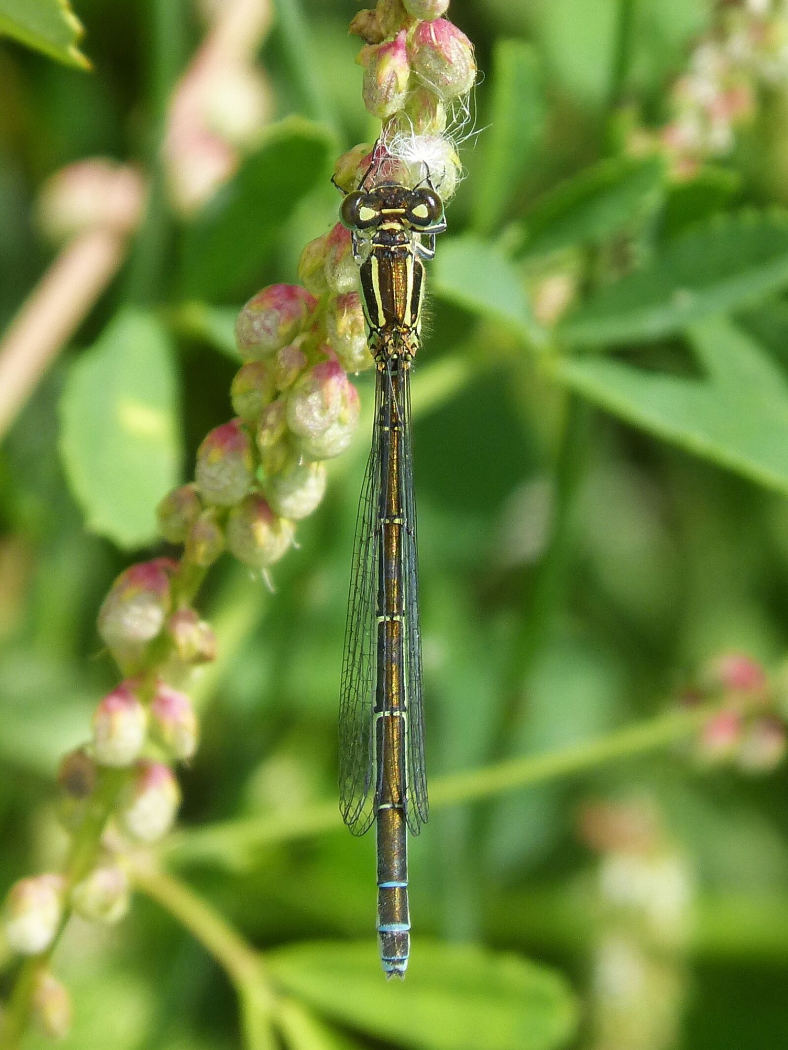 Panasonic DMC-FZ62 sample photo. Dragonfly, winged insect, detail photography
