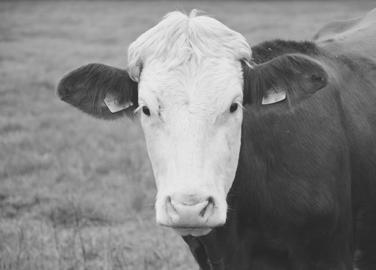 Nikon D5200 sample photo. Cow, portrait, photo black photography