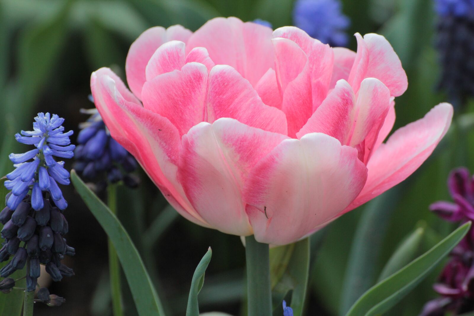 Canon EOS 60D sample photo. Spring, tulip, pink photography