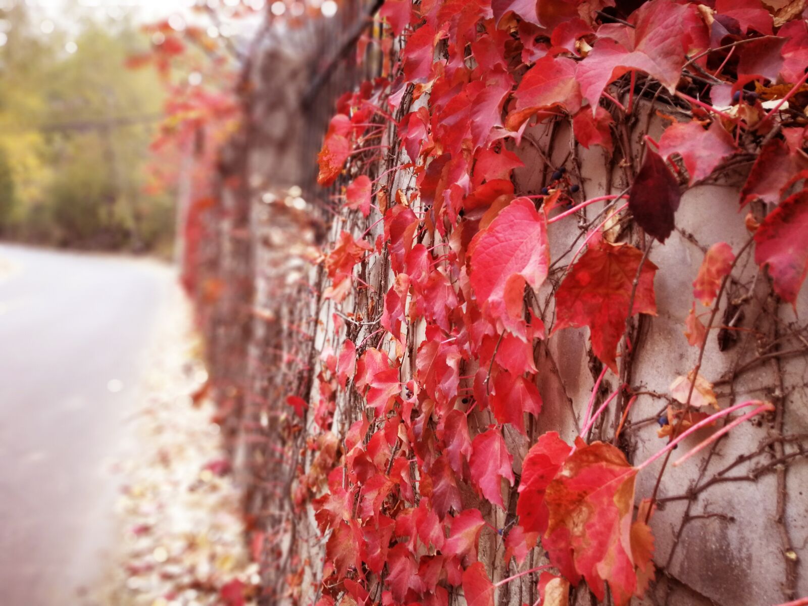 HUAWEI P10 Plus sample photo. Red leaves, native plantstake photography