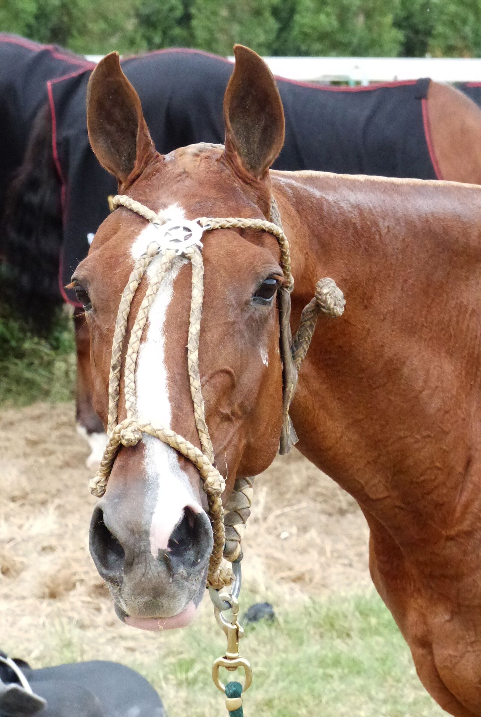 Panasonic Lumix DMC-FZ200 sample photo. Horse, sport, horseback riding photography