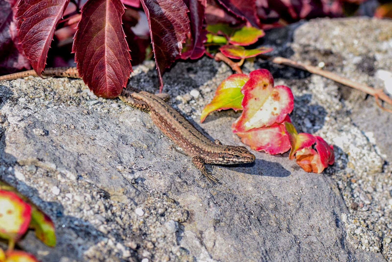 Nikon D3100 sample photo. Lizard, nature, reptile photography