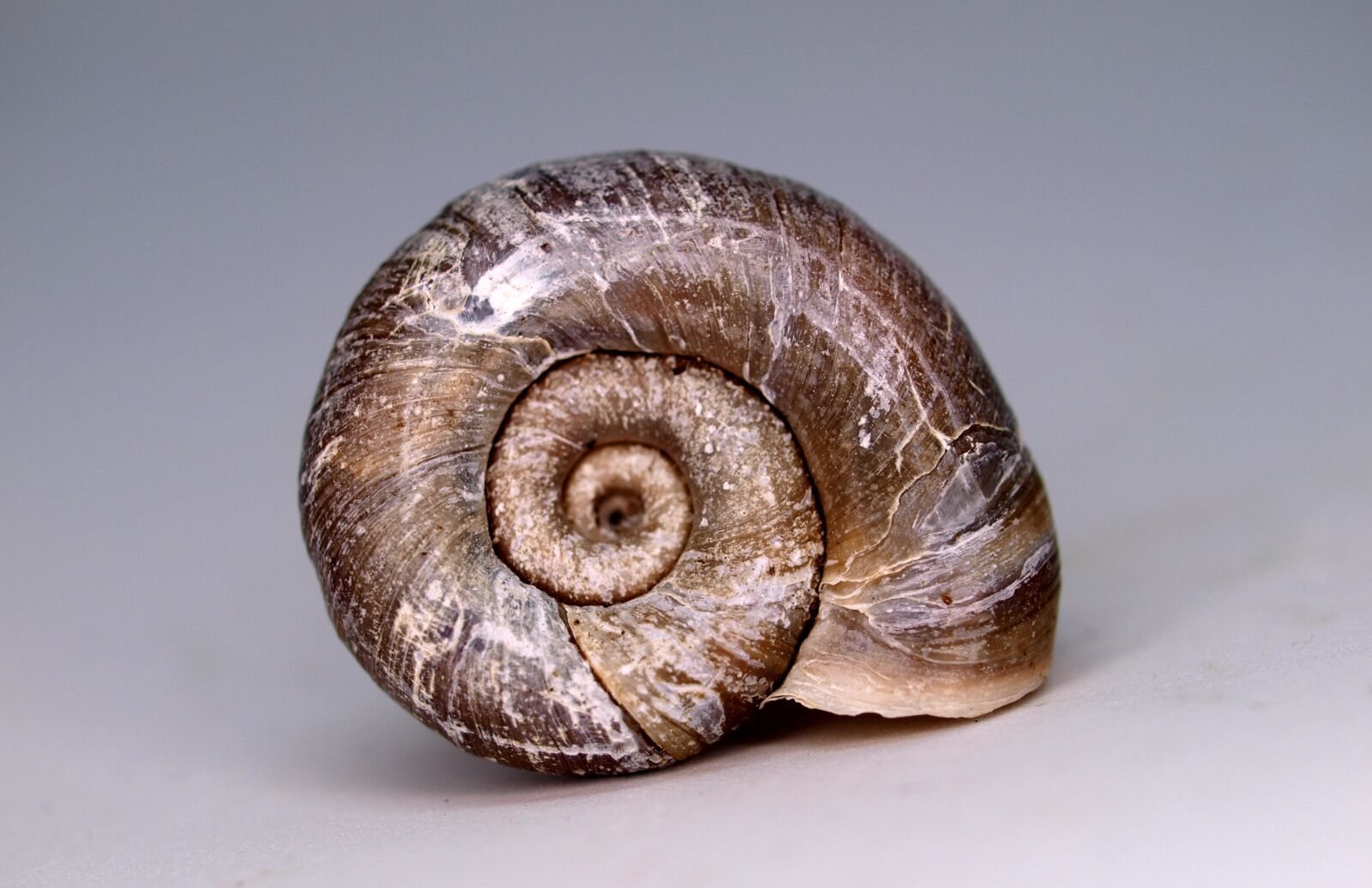 OLYMPUS 35mm Lens sample photo. Shellfish, invertebrate, snail photography
