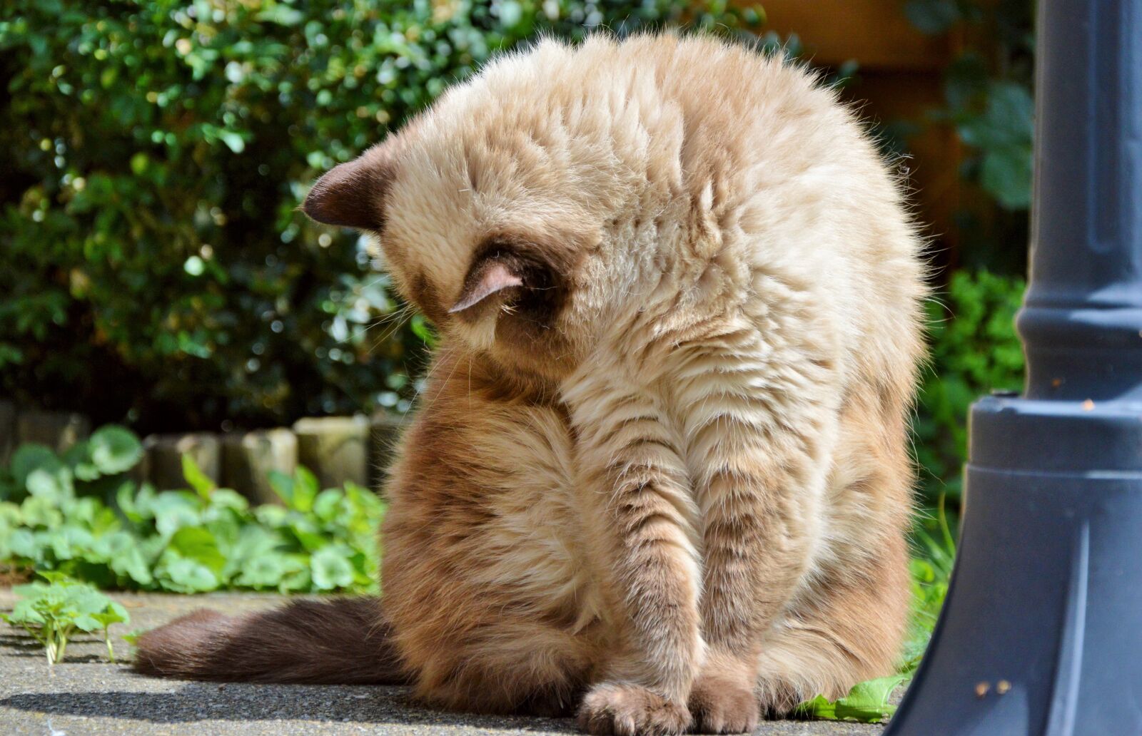 Nikon D3200 sample photo. Cat, breed cat, british photography