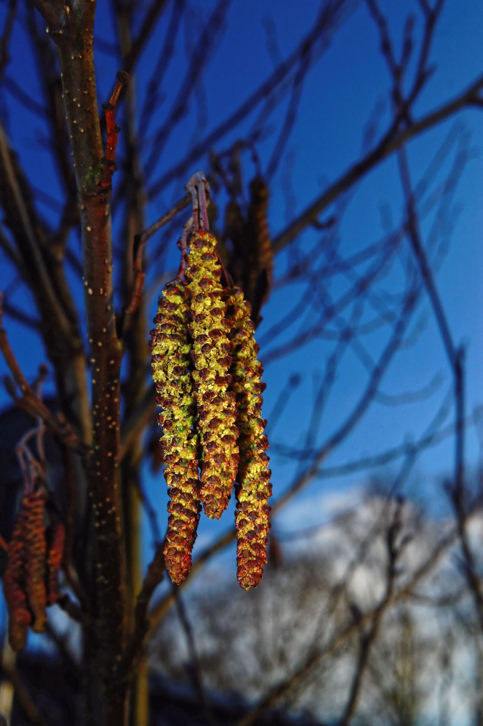 Sony SLT-A58 + Sony DT 30mm F2.8 Macro SAM sample photo. Hazel, hazelnut kitten, spring photography