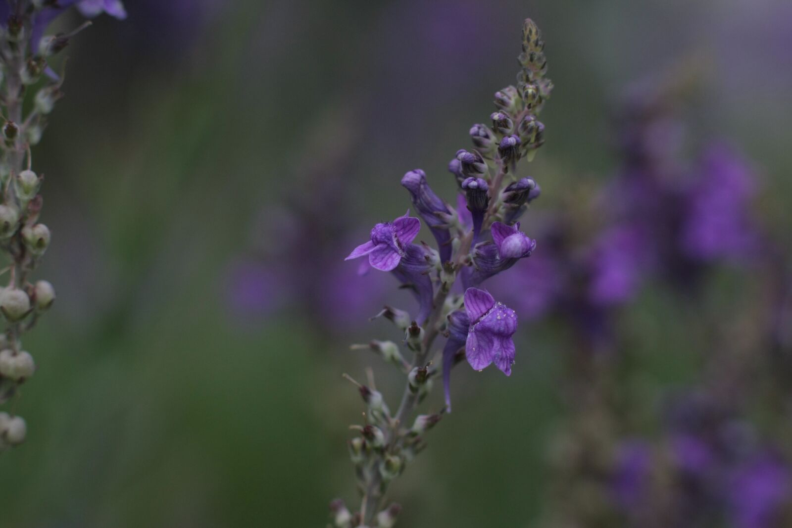 Canon EOS 40D sample photo. Purple, flower, bloom photography