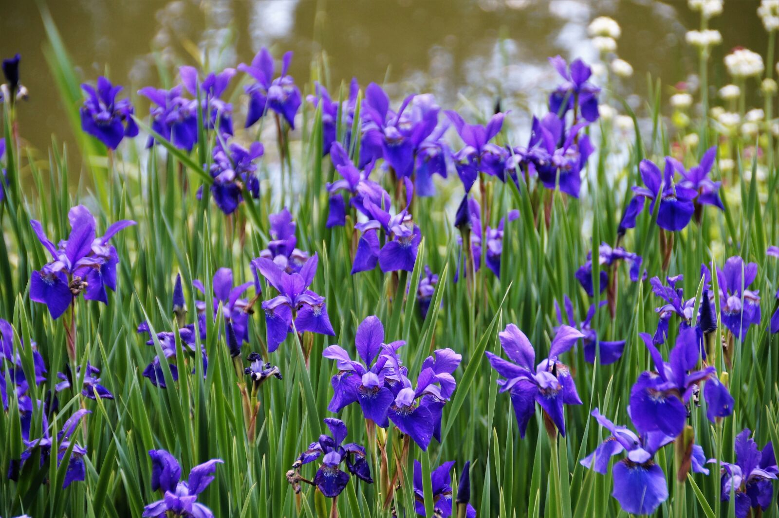 Sony SLT-A58 sample photo. Iris, water, flowering photography