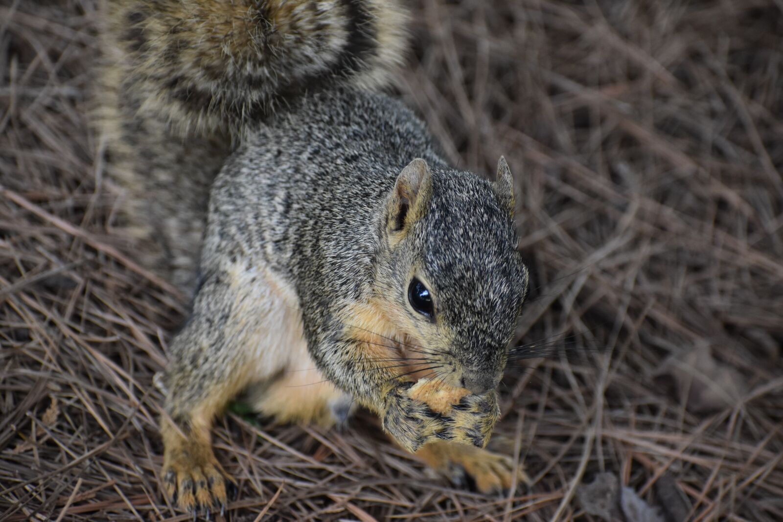 Nikon D3500 sample photo. Squirrel, rodent, wild animal photography