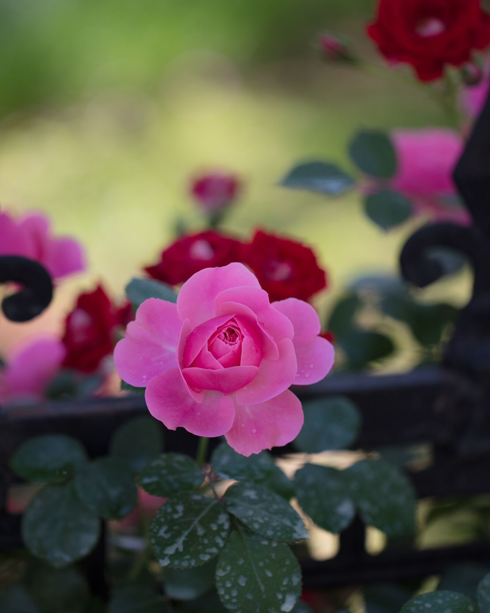 Canon EOS 5DS R sample photo. Flower, rose, pink photography