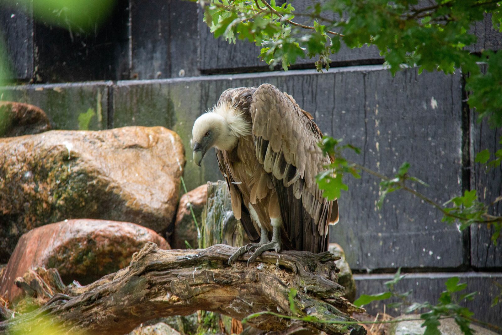 Canon EOS 600D (Rebel EOS T3i / EOS Kiss X5) + Canon EF-S 18-200mm F3.5-5.6 IS sample photo. Animal park, amersfoort, vulture photography