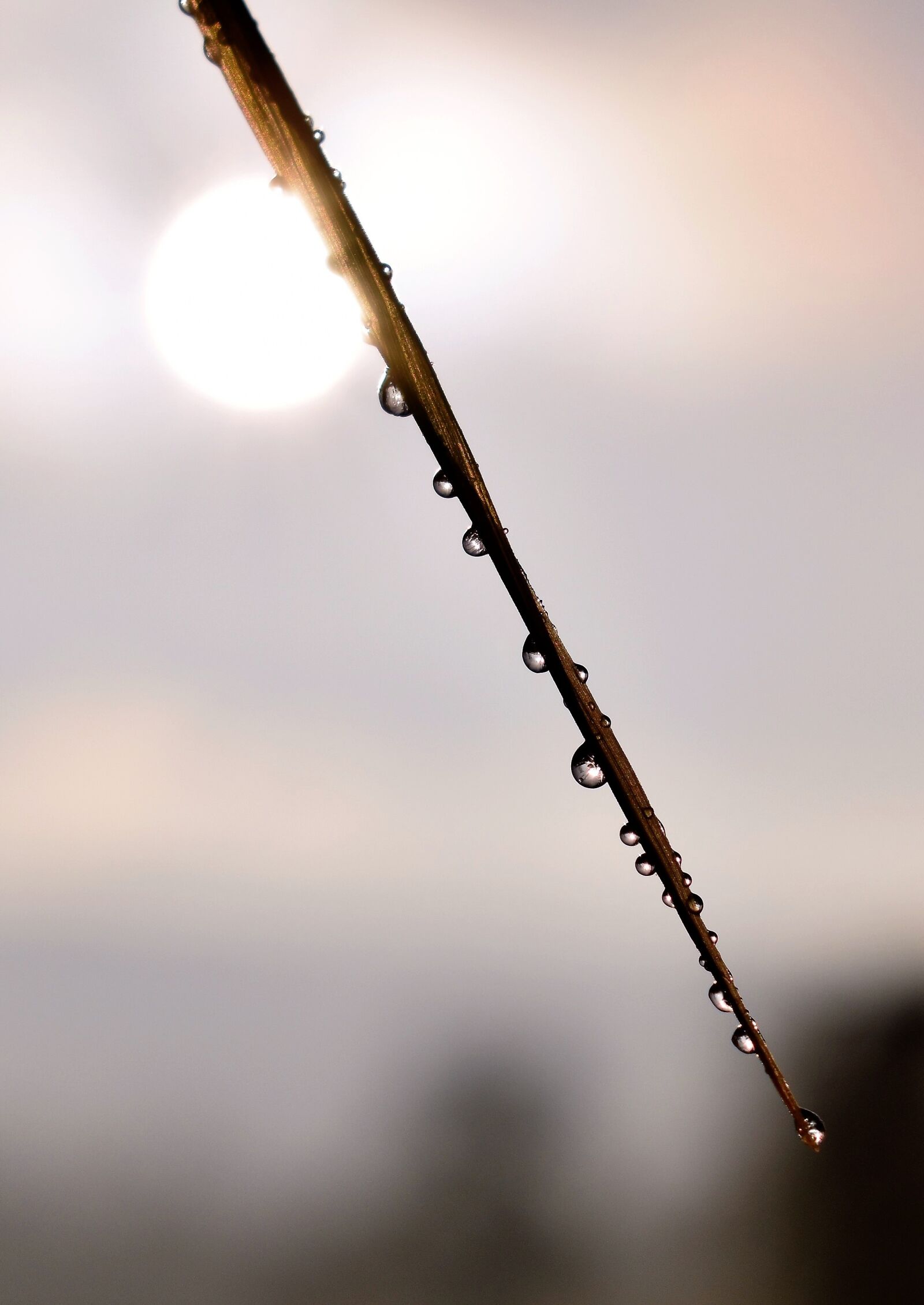 Nikon D5500 sample photo. Drip, dew, dewdrop photography