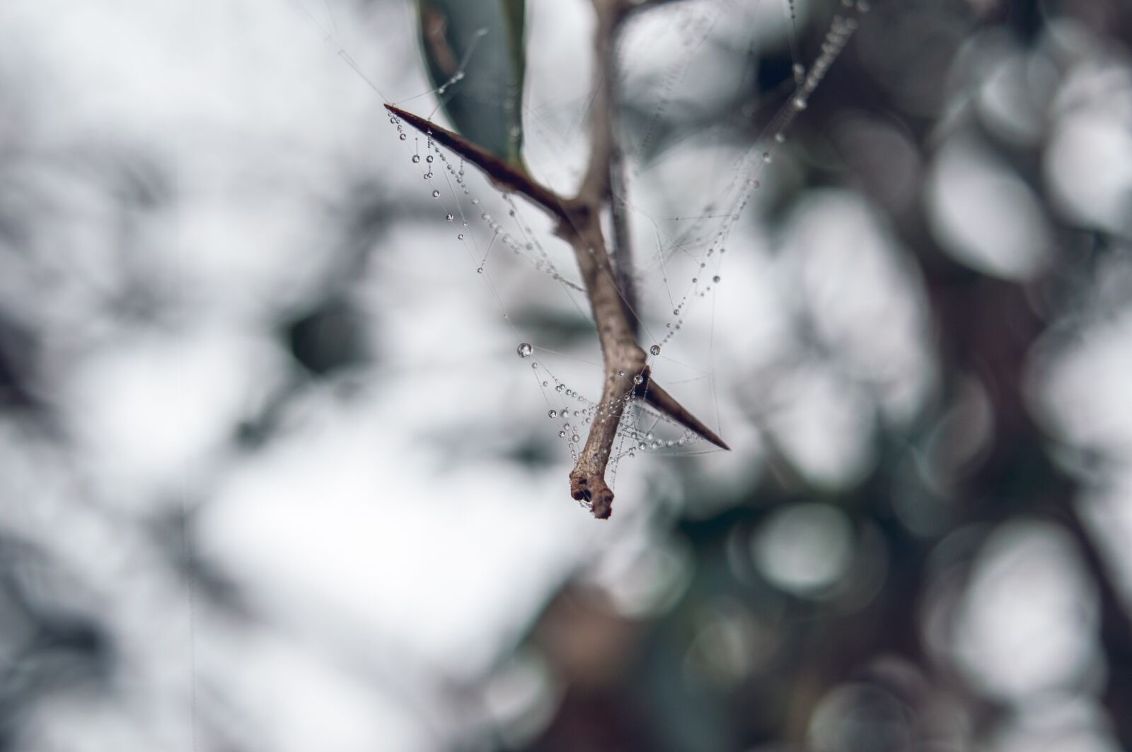 Nikon D3200 sample photo. Thorn, web, nature photography