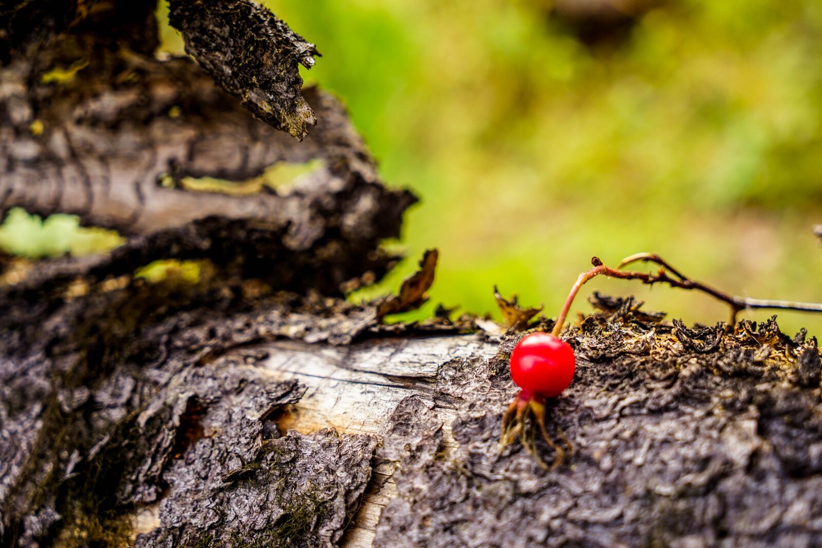 Sony a7 sample photo. Forest, log, berry photography
