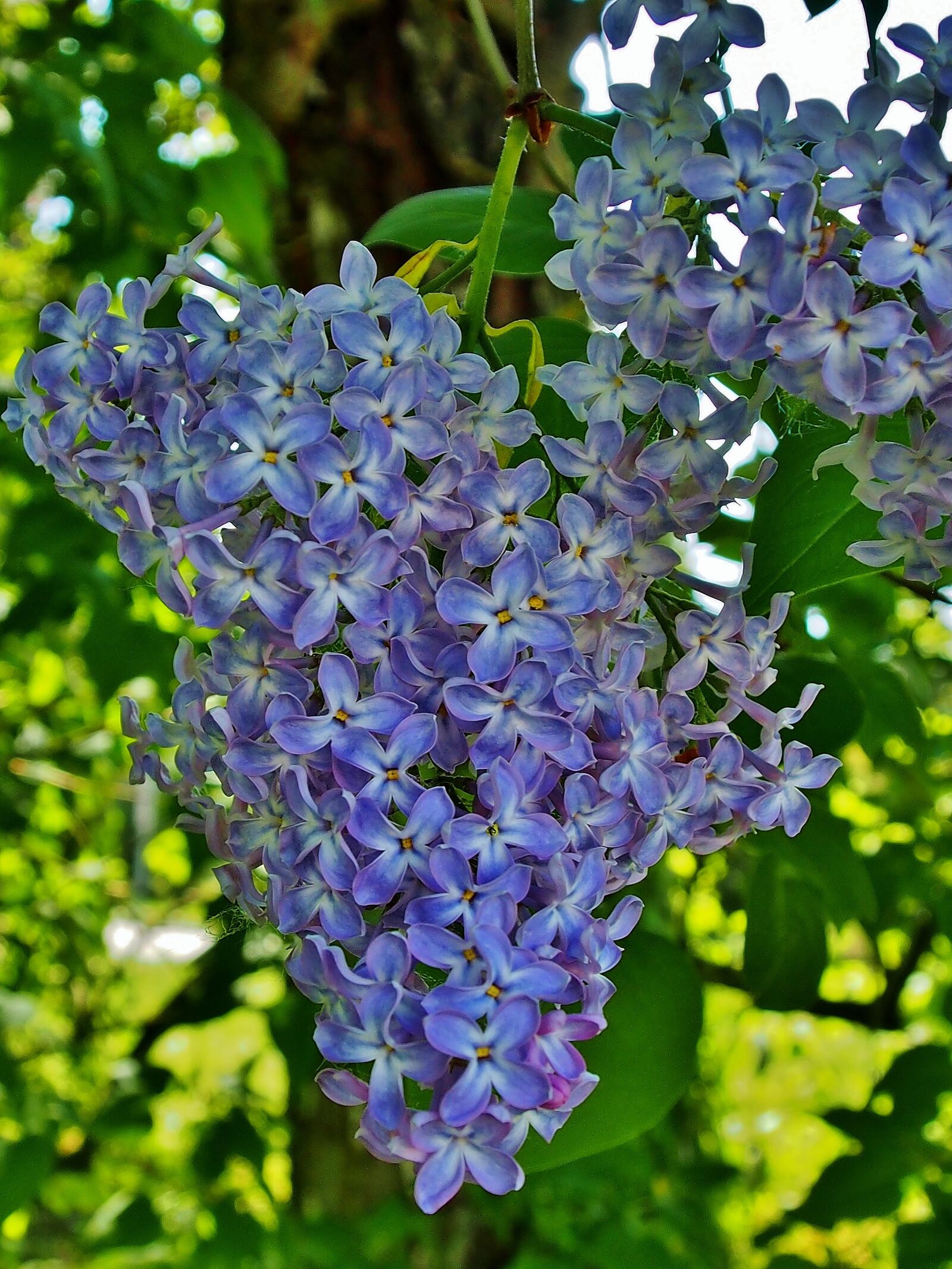 Olympus OM-D E-M5 sample photo. Lilac, flowers, lilac flower photography