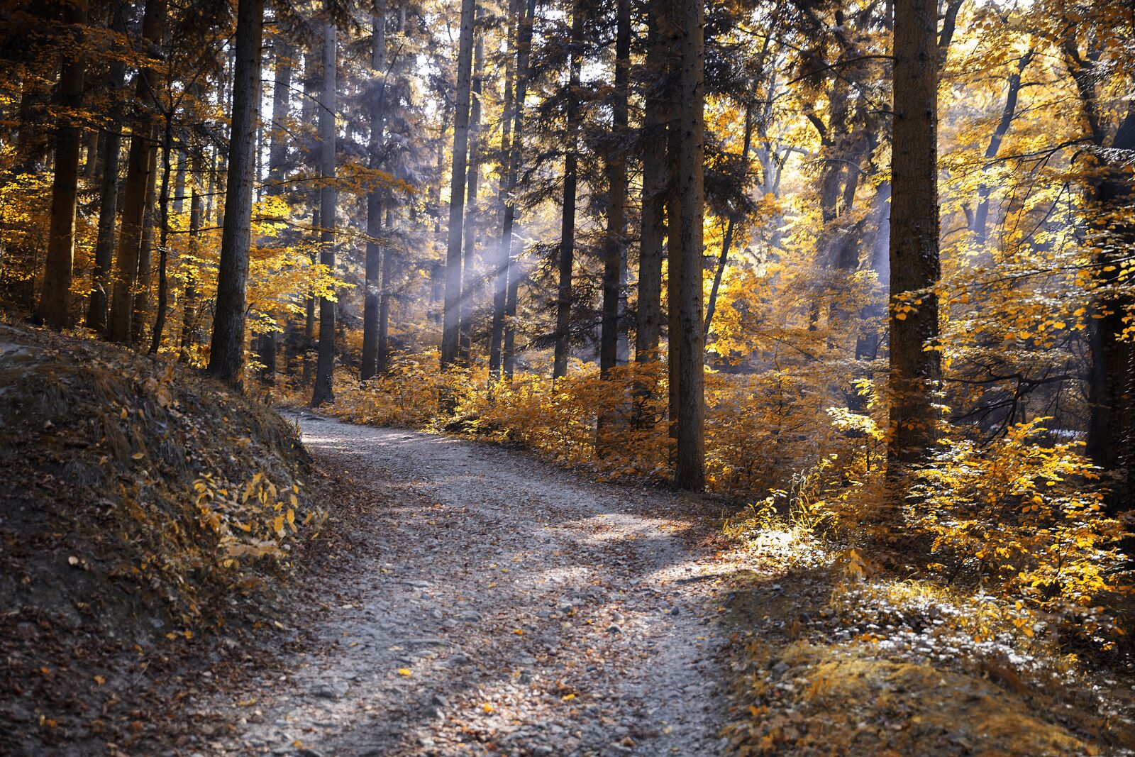 Canon EOS 5DS R sample photo. Autumn, forest, nature photography
