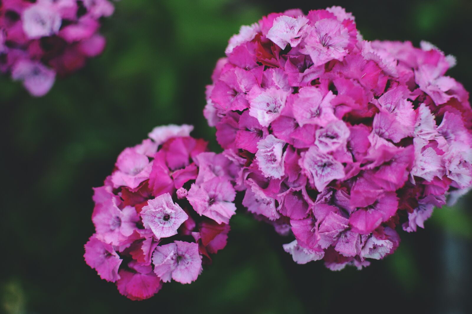 Nikon D3200 sample photo. Dianthus, flowers, pink photography