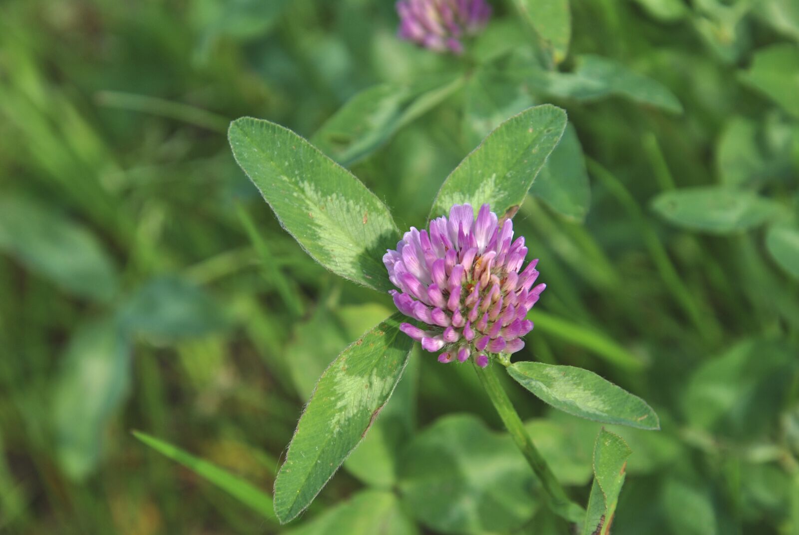 Nikon D3000 sample photo. Clover, nature, plant, weed photography