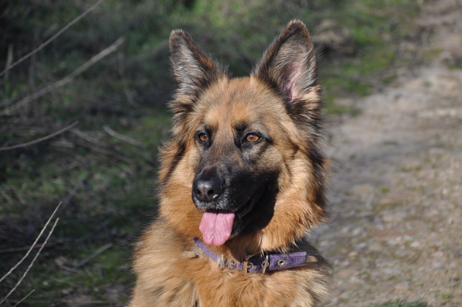 Nikon D5000 sample photo. Animalia, portrait dogs, pet photography