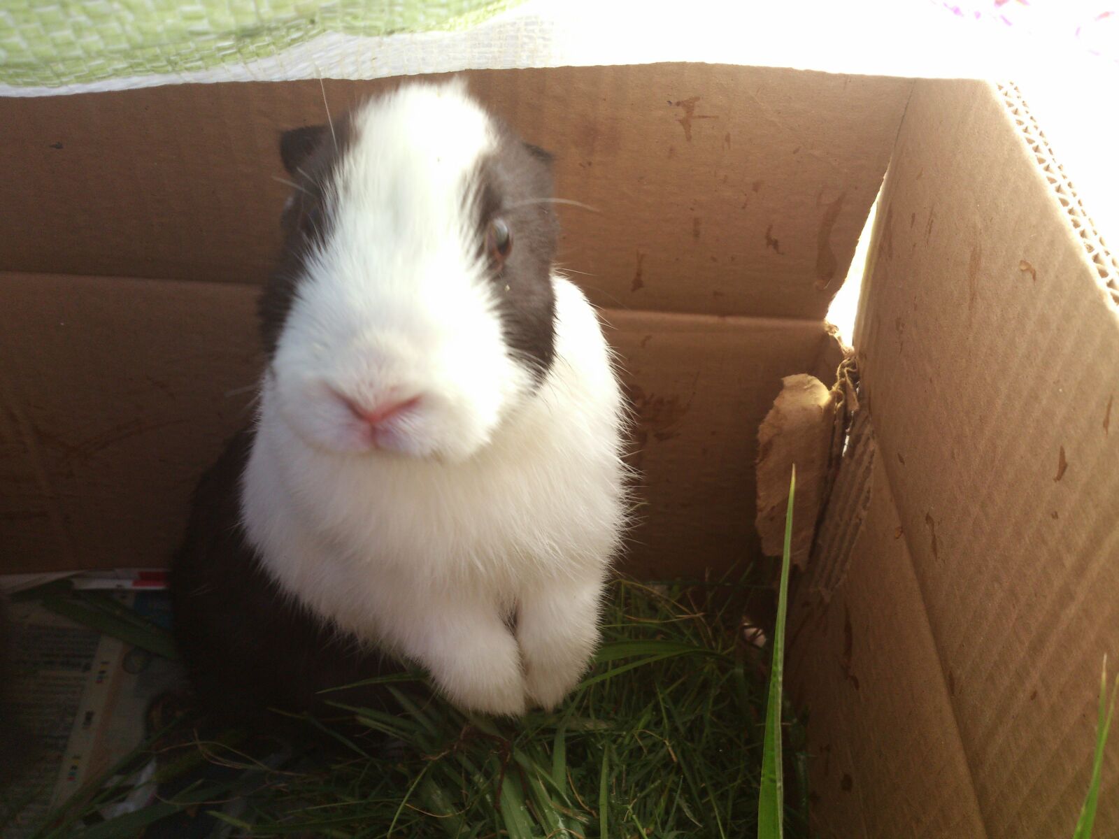 Sony Ericsson LT26i sample photo. Rabbit, animal, bunny photography