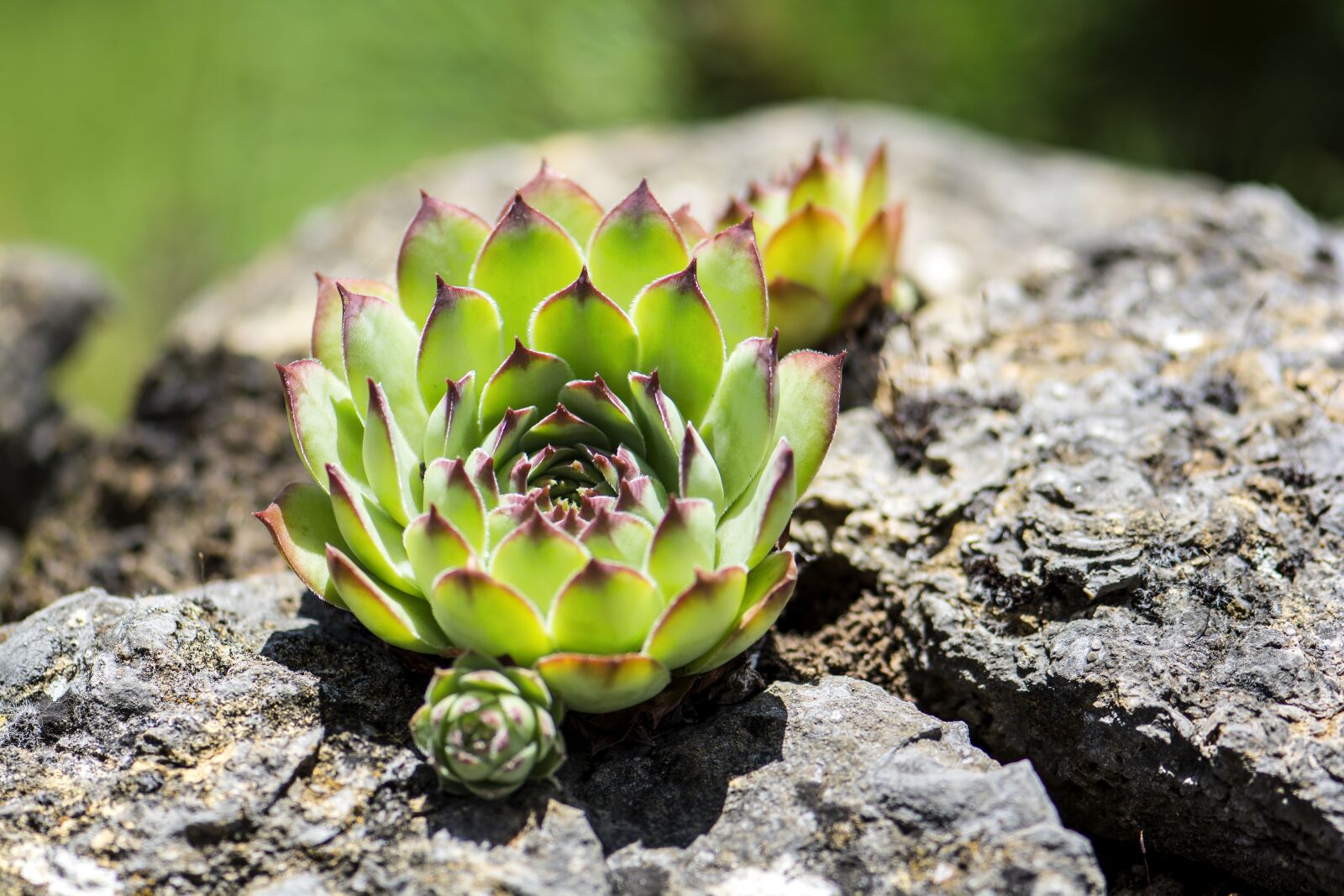 Nikon D7100 sample photo. Cactus, nature, plant photography
