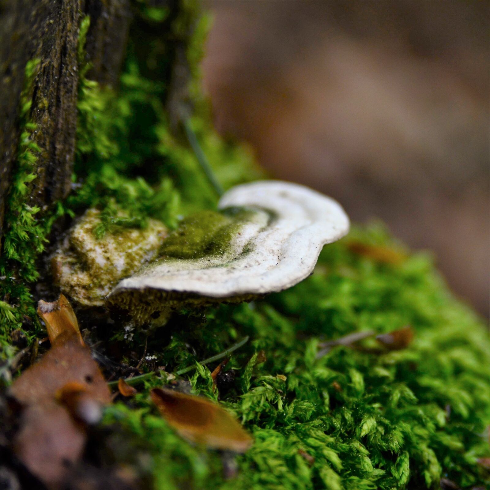 Nikon D7000 sample photo. Moss, forest, dead wood photography