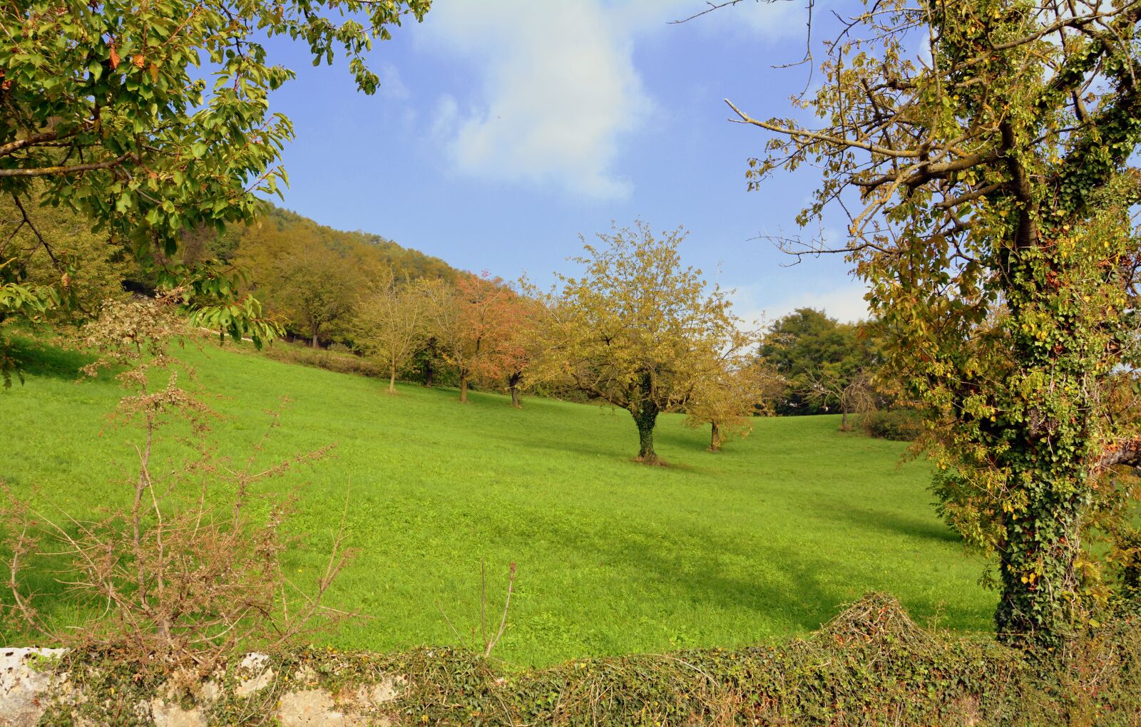 Nikon D7100 sample photo. Prato, trees, green photography