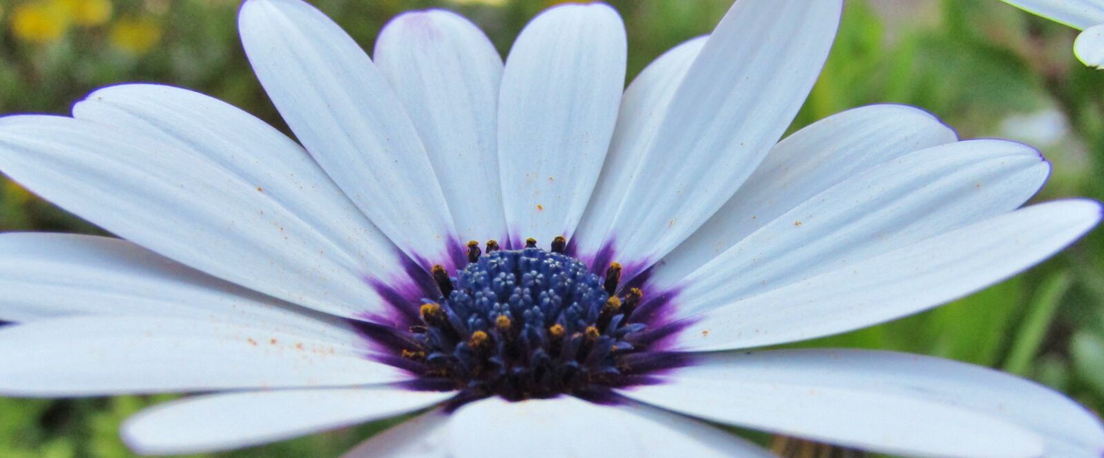 Canon POWERSHOT SX432 IS sample photo. Bornholm marguerite, cape basket photography