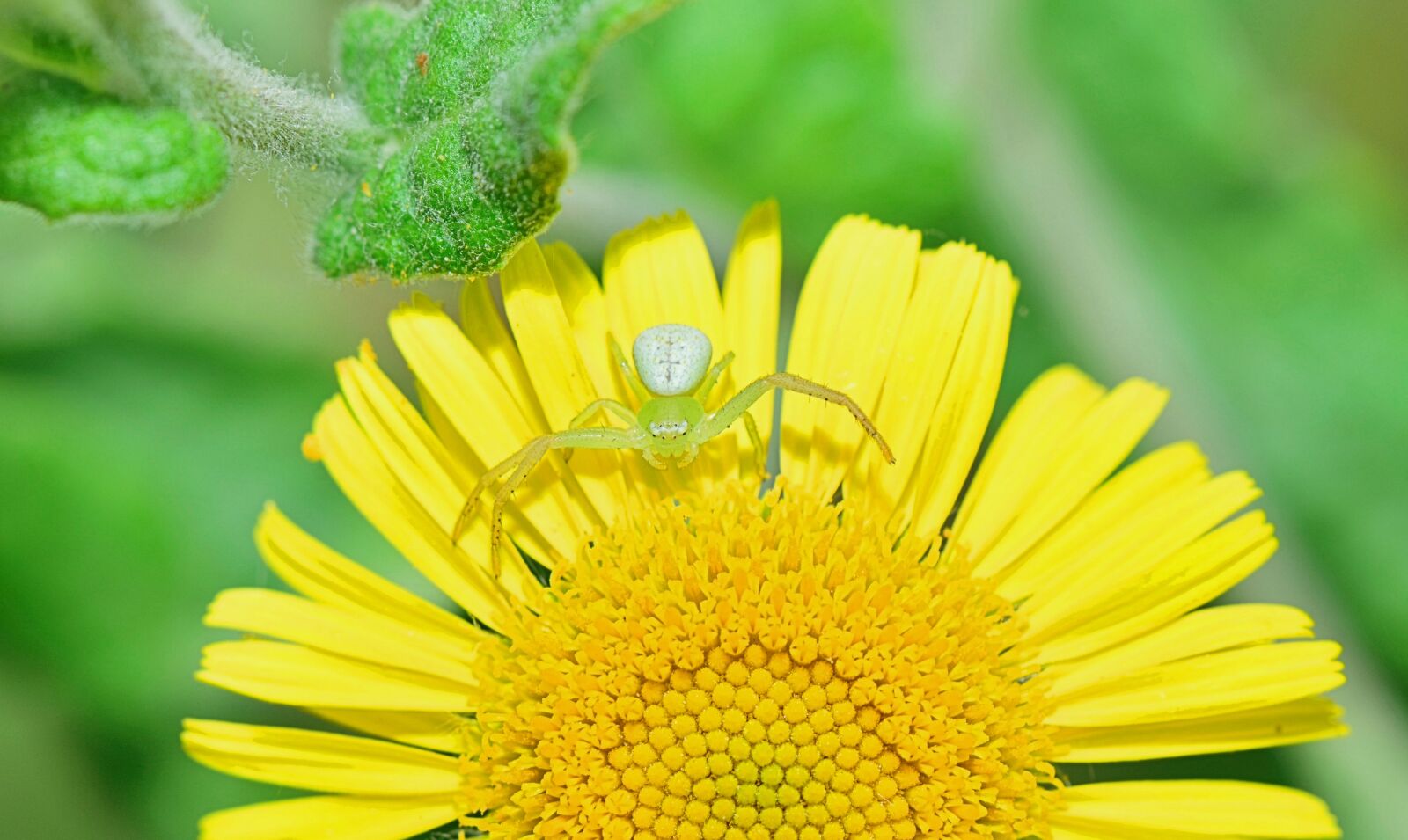 Nikon D5300 sample photo. Nature, spider, approach photography